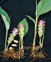 Curcuma